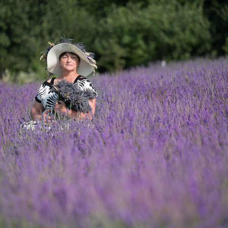 A serene image of a woman in a stylish hat, nestled within a sea of lavender. She holds a bunch of freshly picked lavender, adding to the tranquil scene.の写真素材