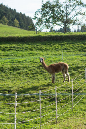 An alpaca stands alert in a lush green pasture, gazing curiously over a rustic fence towards the camera, while gentle sunlight bathes the tranquil countryside.の写真素材