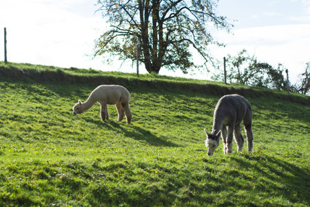 Two adorable alpacas enjoy grazing on the lush green hillside, basking in the gentle warmth of the afternoon sun under a bright blue sky and surrounded by nature.の写真素材