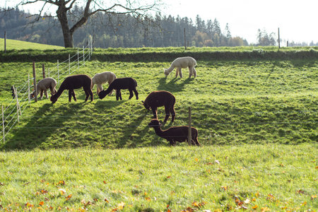 A group of alpacas grazes contentedly in a lush green field, basking in the warm sunlight of a clear autumn morning, with trees scattered in the background.の写真素材