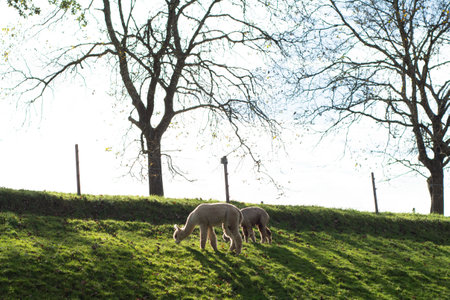 Two alpacas leisurely munch on lush green grass, framed by soft sunlight filtering through trees, creating a calm and peaceful atmosphere on this autumn day.の写真素材