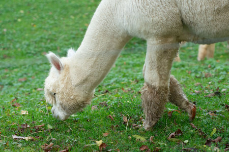 A fluffy alpaca bends down to graze on the vibrant green grass, its gentle nature contrasting with the serene landscape dotted with autumn leaves under a warm sun.の写真素材
