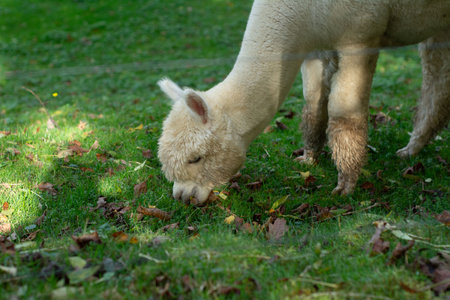 A fluffy alpaca grazes on lush green grass, gently plucking tasty morsels amid a vibrant display of fallen leaves in a serene, tranquil setting.の写真素材