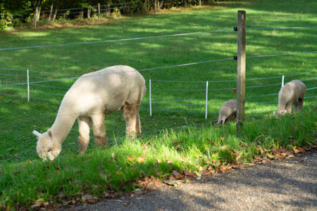 A serene moment unfolds as an adult alpaca grazes peacefully with two playful young ones amidst vibrant greenery under the warm sun.の写真素材