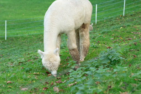 In a tranquil pasture, a fluffy white alpaca grazes contently on vibrant green grass, embodying the essence of a sunny afternoon in nature's embrace.の写真素材