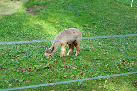 An adorable alpaca enjoys its meal in a verdant meadow, with soft sunlight illuminating the scene and colorful leaves scattered across the groundの写真素材