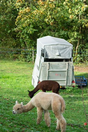 Two alpacas, one light and one dark, graze on vibrant green grass near a simple shelter surrounded by trees. The tranquility of early autumn enhances the serene atmosphere.の写真素材