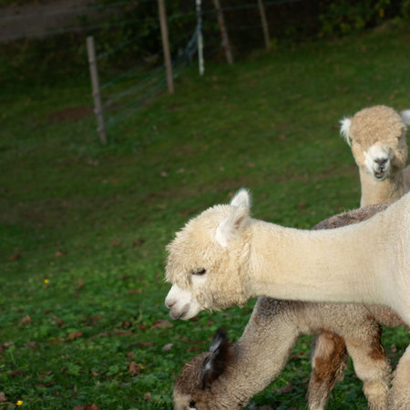 Three delightful alpacas graze peacefully on vibrant grass, enjoying a calm afternoon in a picturesque farm setting with a serene atmosphere.の写真素材