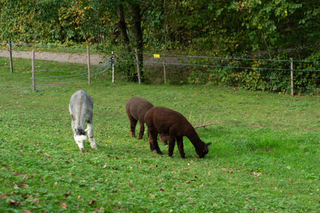 Three adorable alpacas enjoy a serene grazing experience in a vibrant pasture. The lush grass and gentle trees create a tranquil autumn ambiance.の写真素材