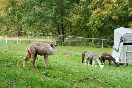 Alpacas graze in a vibrant meadow as autumn leaves create a picturesque backdrop, highlighting the tranquility and beauty of farm life in nature's embrace.の写真素材