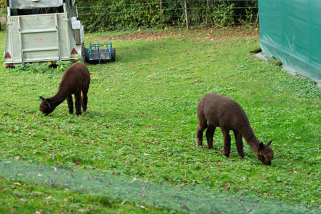 Two brown alpacas enjoy a serene afternoon on a verdant lawn, nibbling on fresh grass while basking in the warm glow of autumn sunlight amidst a peaceful landscape.の写真素材