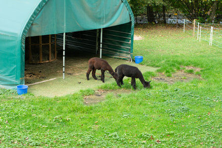 In a tranquil rural setting, two elegant alpacas are enjoying a meal of fresh grass outside a cozy barn, enveloped by trees and the peaceful sounds of nature.の写真素材