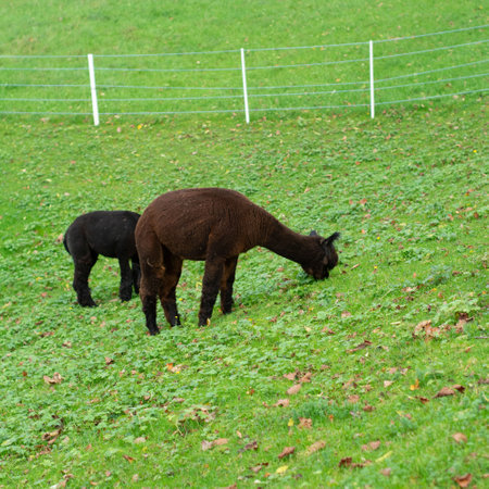 Two adorable alpacas enjoy a serene breakfast on a vibrant grassy field, showcasing their soft fur and tranquil nature under a clear blue sky in the countryside.の写真素材