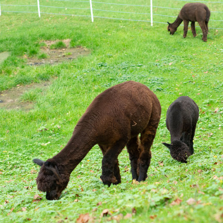 Two alpacas are comfortably grazing on vibrant green grass in a peaceful countryside setting, highlighting their friendly demeanor and distinctive shapes during a calm afternoon.の写真素材