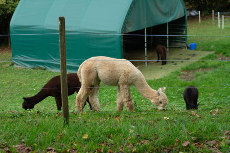 Soft wooly alpacas roam freely on vibrant grass while enjoying their meal under the gentle embrace of autumn sunlight near their charming shelter.の写真素材