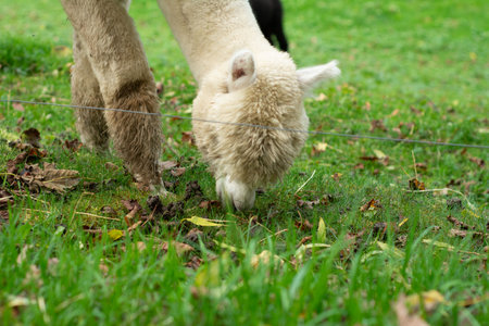 A gentle alpaca is enjoying its meal of fresh grass while surrounded by scattered autumn leaves, creating a picturesque and tranquil atmosphere.の写真素材