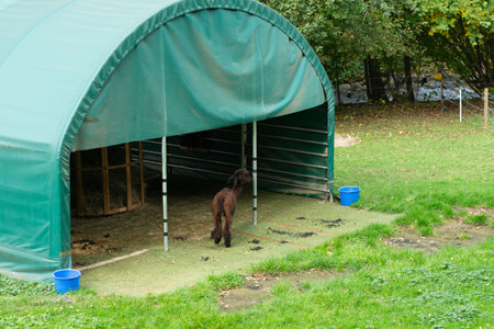 An alpaca stands inquisitively outside a green shelter surrounded by lush grass, enjoying the crisp air of a beautiful autumn day in a tranquil setting.の写真素材