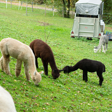 Four beautiful alpacas peacefully graze in a verdant meadow under soft autumn light, with a trailer parked in the background, creating a perfect pastoral setting.の写真素材