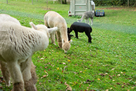 Amidst a tranquil landscape, a group of friendly animals grazes on vibrant grass, creating a serene atmosphere filled with natural beauty and peaceful sounds of nature.の写真素材