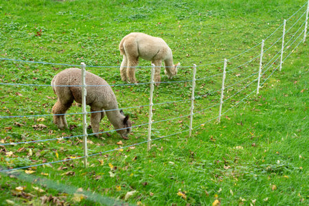 Two fluffy alpacas peacefully graze on vibrant green grass while colorful autumn leaves scatter across the ground, framed by a rustic white fence in the background.の写真素材