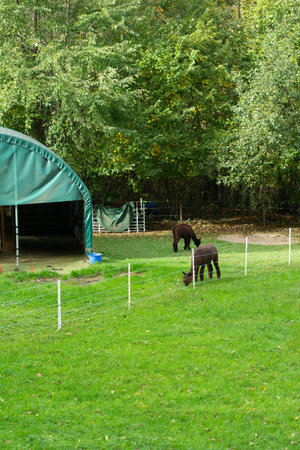 Two brown animals peacefully graze on lush green grass in a picturesque farm setting, surrounded by a canopy of vibrant trees on a calm afternoon.の写真素材