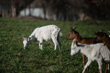 A group of goats peacefully grazes on fresh grass, with one white goat prominently foraging in the foreground while others rest nearby, creating a tranquil rural atmosphere.の写真素材