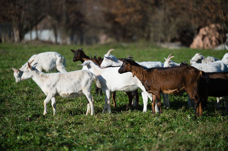 Goats of various colors meander through a lush green meadow, enjoying the warm sun while surrounded by the vibrant shades of autumn foliage in the background.の写真素材