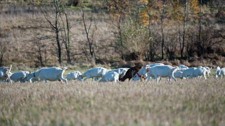 Goats are gracefully foraging across a lush golden field, embraced by gentle autumn colors and the serene ambiance of nature. A harmonious rural moment unfolds.の写真素材