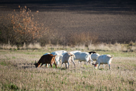 A herd of goats enjoys a leisurely afternoon, grazing among golden grass in a serene rural landscape framed by distant hills and a gentle autumn breeze.の写真素材
