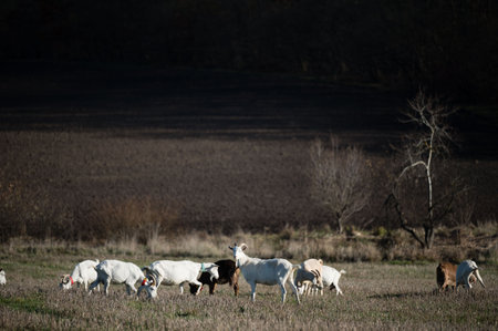 Graceful goats roam freely across a vibrant field, munching on fresh grass while basking in the golden glow of the afternoon sun, surrounded by nature's tranquil beauty.の写真素材