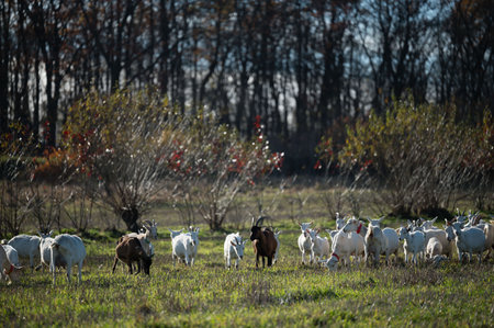 Goats roam freely across a lush green field under a clear blue sky, with trees adorned in autumn hues creating a picturesque farm setting filled with tranquility and warmth.の写真素材