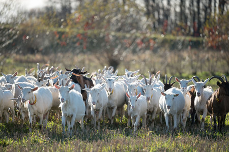 A lively group of white and brown goats moves through a vibrant green field bathed in golden sunlight. Trees and autumn foliage form a picturesque backdrop.の写真素材