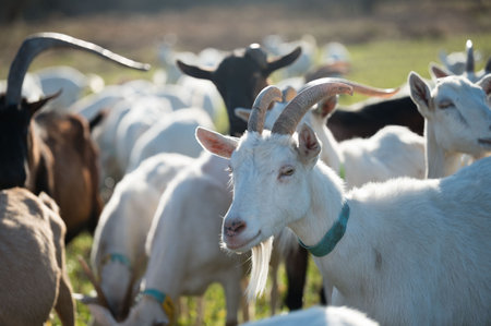 Herd of goats peacefully enjoying a morning meal in a lush green field, surrounded by nature's beauty under soft sunlight, contributing to a calm rural atmosphere.の写真素材