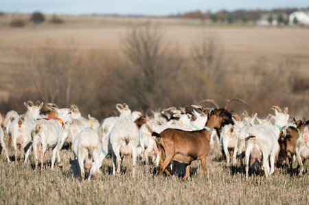 Goats of various colors graze and wander in vast fields, enjoying the warmth of the afternoon sun while surrounded by open spaces and distant tree lines.の写真素材