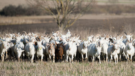 Herd of goats wander through a sun-soaked field, their white coats gleaming against the earthy backdrop, showcasing the beauty of rural life in the golden hour.の写真素材