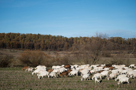 A large group of animals grazes contentedly in a lush green pasture surrounded by autumn foliage, basking in the warmth of the afternoon sun.の写真素材
