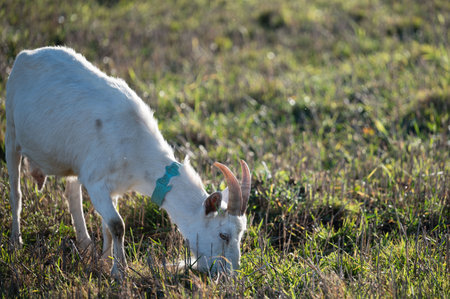 A beautiful goat grazes peacefully in a vibrant green field, enjoying a sunny afternoon. The tranquil atmosphere showcases nature's simplicity and charm.の写真素材