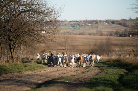 A tranquil rural setting features a herd of goats leisurely making their way down a dirt path, with rolling hills and fields stretching into the distance under a clear sky.の写真素材