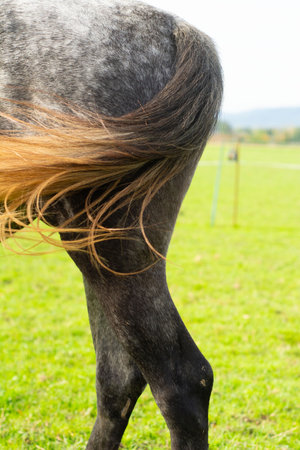 A beautiful horse stands in a vibrant green field, its long mane gently swaying in the wind, showcasing the tranquility of rural life during a calm afternoon.の写真素材