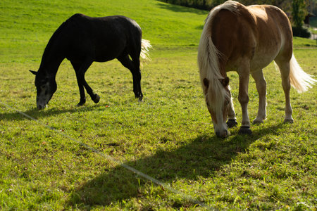 Horses enjoy a serene moment as they graze on lush grass, surrounded by a picturesque landscape, capturing the essence of rural life in the golden afternoon light.の写真素材