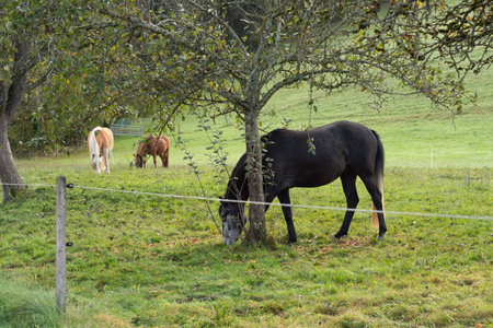Horses peacefully graze in a lush green meadow, enjoying the warm sunshine and shade provided by trees while surrounded by the beauty of nature.の写真素材