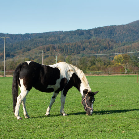A beautiful horse with a black and white coat grazes peacefully on a verdant field under a clear blue sky, surrounded by scenic hills and colorful autumn foliage.の写真素材