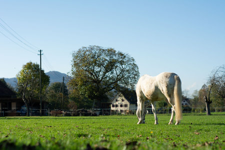 A beautiful white horse peacefully grazes on fresh green grass, framed by towering trees and quaint rural buildings on a bright sunny day.の写真素材
