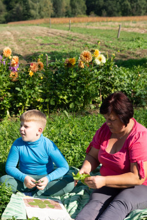 A boy and woman sit on a blanket among flowers in a field. They are collecting leaves to use for nature projects together in the garden. The scene is idyllic and serene.の写真素材