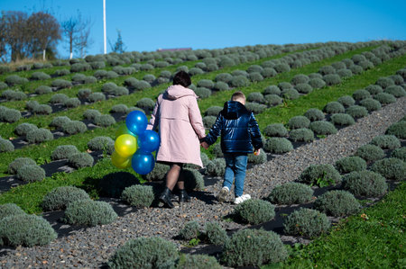 A parent and child walk hand in hand through lavender fields under a clear blue sky, enjoying a joyful moment while carrying cheerful balloons in vibrant colors.の写真素材