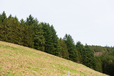 Lush green hills slope gently towards a dense forest, with evergreen trees reaching for the overcast sky.の写真素材