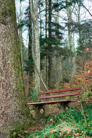 A wooden bench stands quietly amidst lush greenery and tall trees, inviting visitors to pause and enjoy the serene atmosphere in the cool autumn light.の写真素材