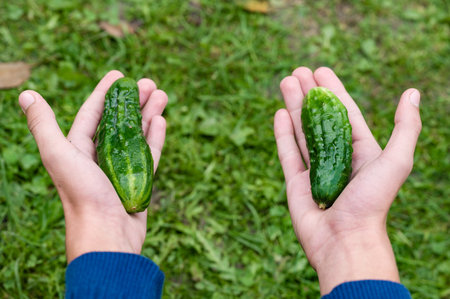 Two freshly picked cucumbers held in hands over green grass.の写真素材