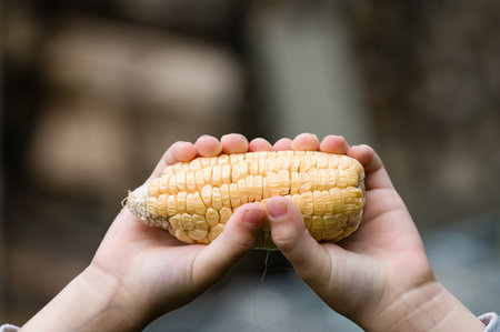 Child's hands holding a fresh ear of cornの写真素材