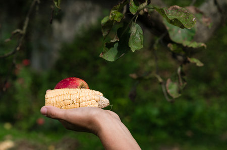Hand holding dried corn cob and red fruit beneath treeの写真素材